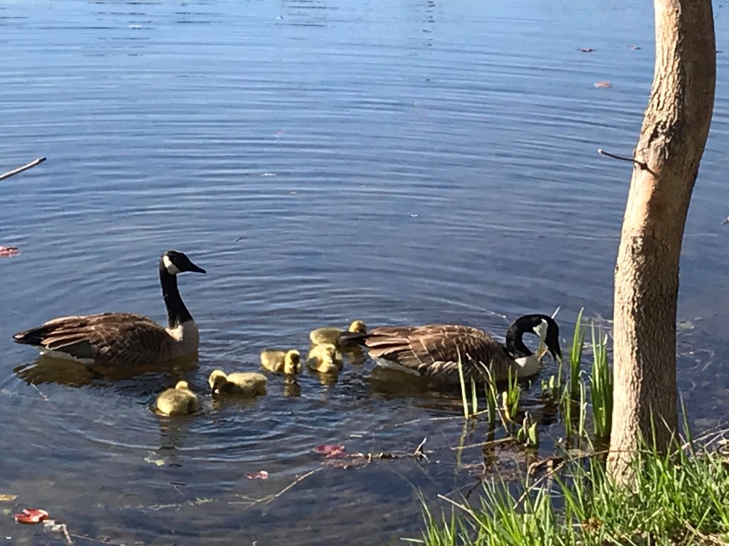 Famille de canards